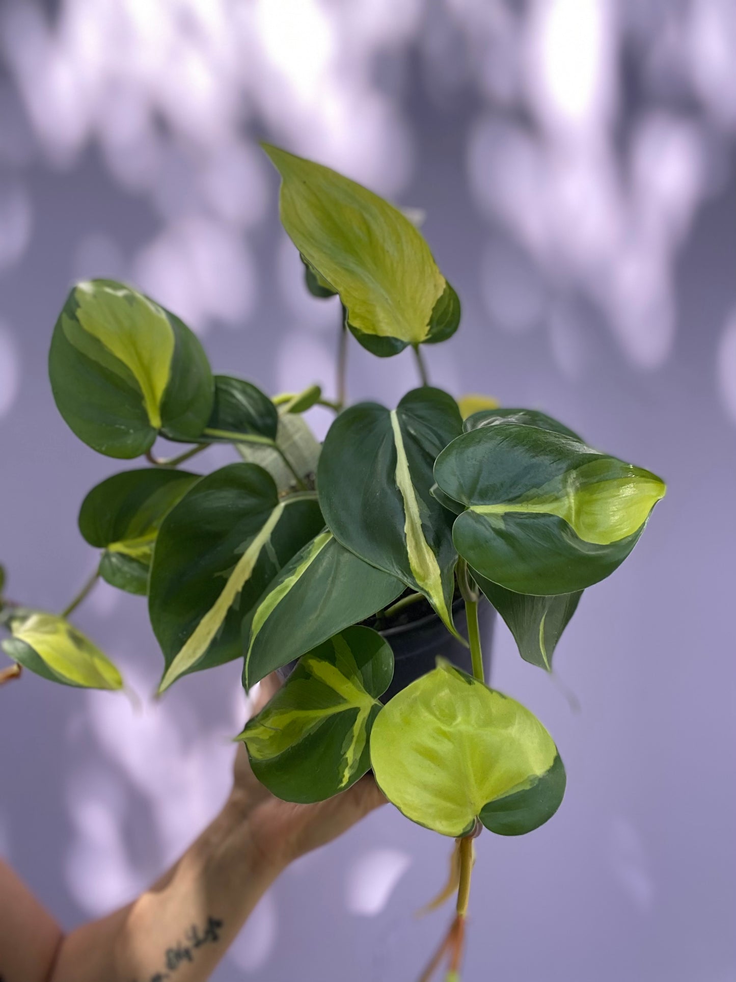 Philodendron Brasil - These are gorgeous!